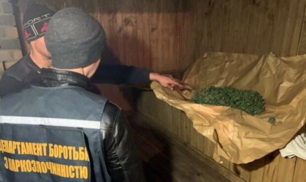 Сотрудники полиции обнаружили более 10 килограммов "дурмана", теплицу и самодельные системы полива