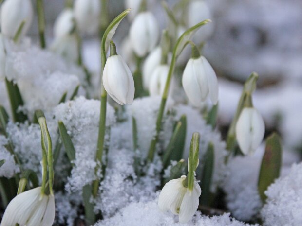 Пришла и оторвала голову нам чумачечая весна, и нам не до сна: синоптики назвали дату прихода настоящей весны в Украину
